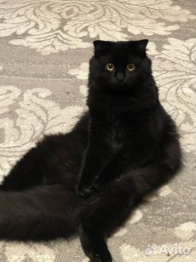 Вязка Кошка Шотландская Вислоухая