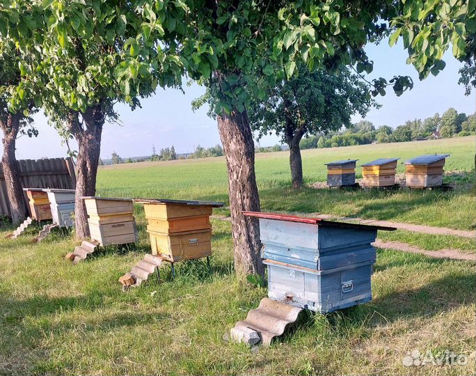 Продам пчёл вместе с домиком карника