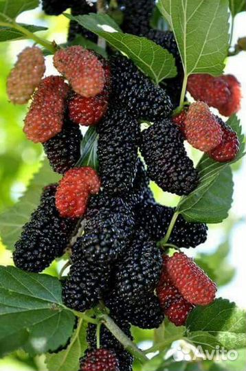 Саженцы от 20 до 500