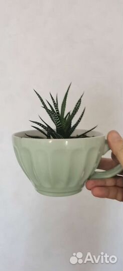 Хавортия полосатая