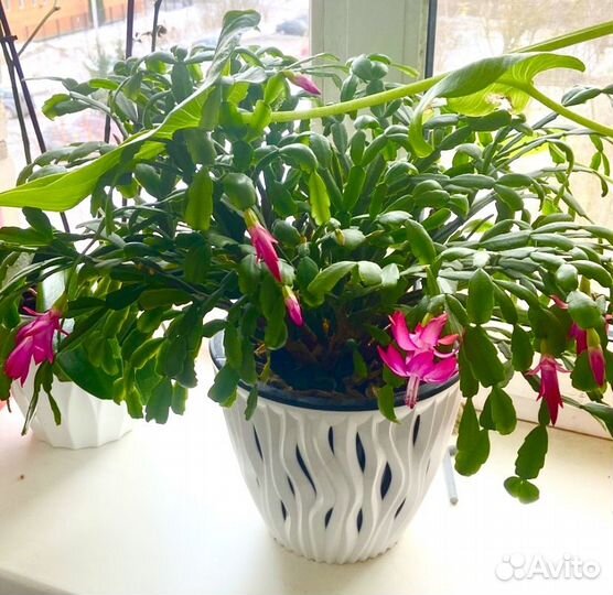 Декабрист шлюмбергера розовый