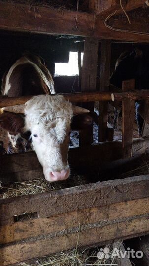 Быки на мясо