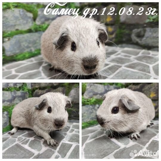 Морские свинки серебро Агутти из Питомника
