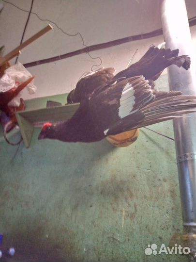 Чучело птицы