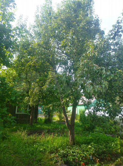 Участок 4,7 сот. (СНТ, ДНП)