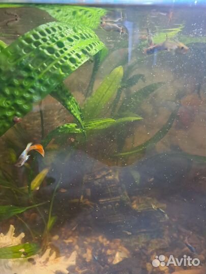 Аквариумные рыбки гуппи