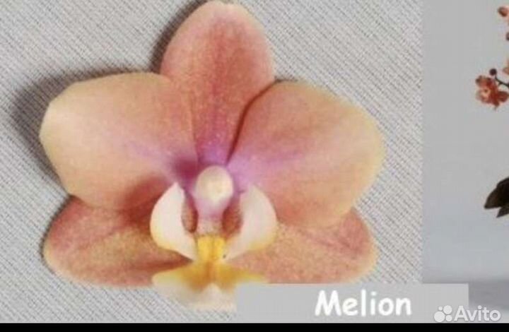 Орхидеи фаленопсис подростки Одорион, Мелион