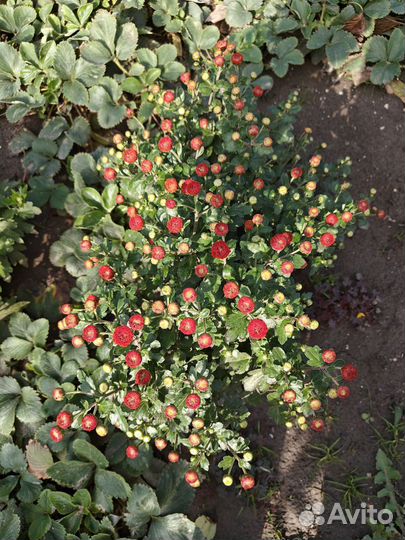 Хризантема мультифлора