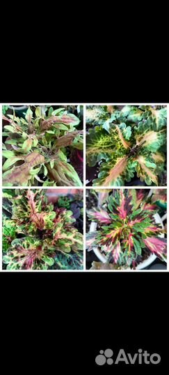 Колеусы вегетативные