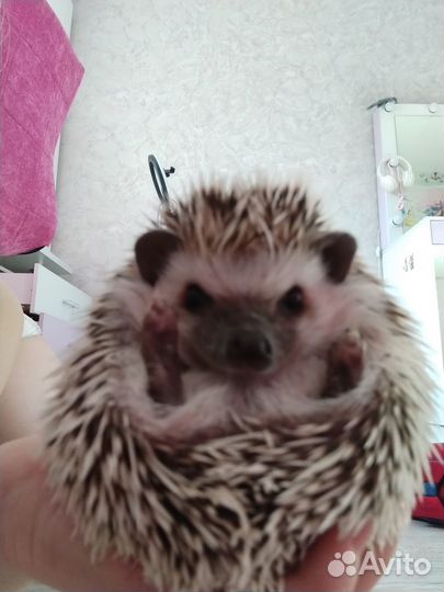 Африканский ежик