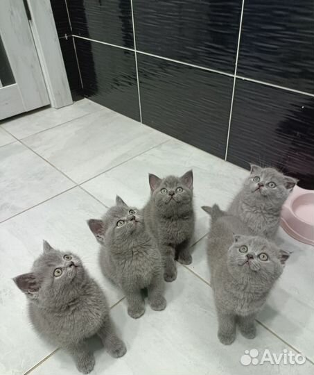 Шотландская