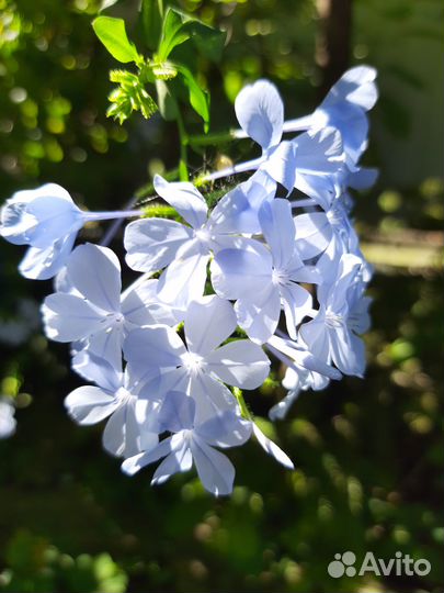 Плюмбаго, Эсхинантус