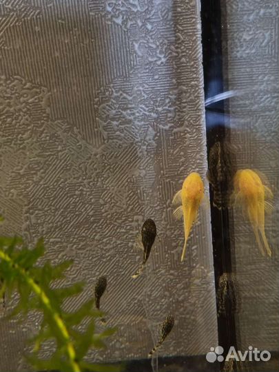 Сом Анциструс