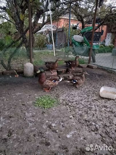 Дикая утка кряква