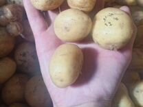 Картофель мелкий сорт Коломбо