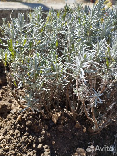 Лаванда саженцы