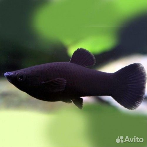 Моллинезия чёрная