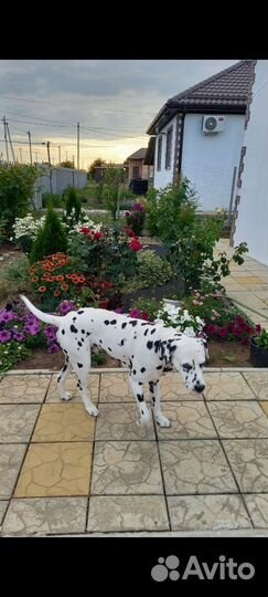 Вязка далматинец