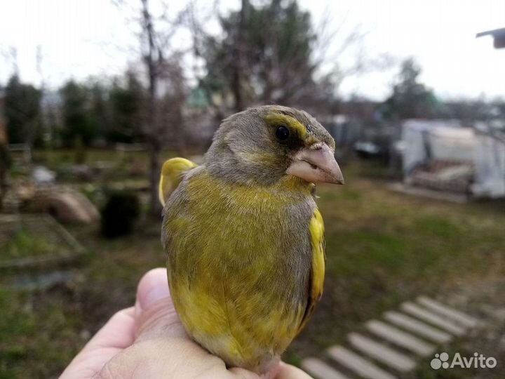 Продам певчих птиц