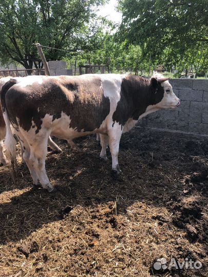Коровы дойные молочные 8 голов и бычки на племя