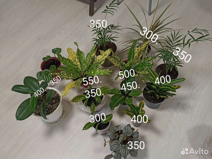 Комнатные цветы