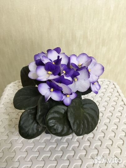 Сортовые фиалки