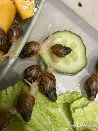 Улитки ахатины ретикулята