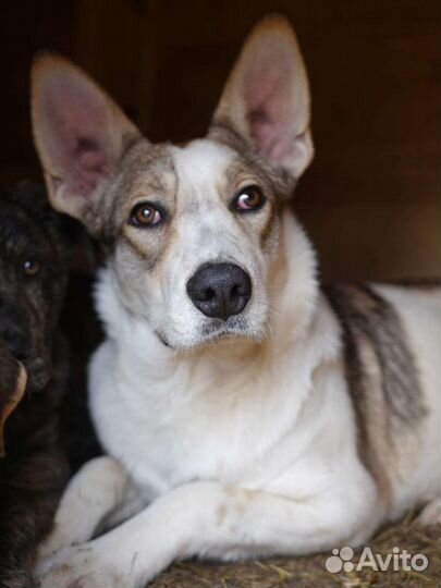 Щенок в добрые руки