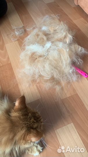 Кошачья шерсть