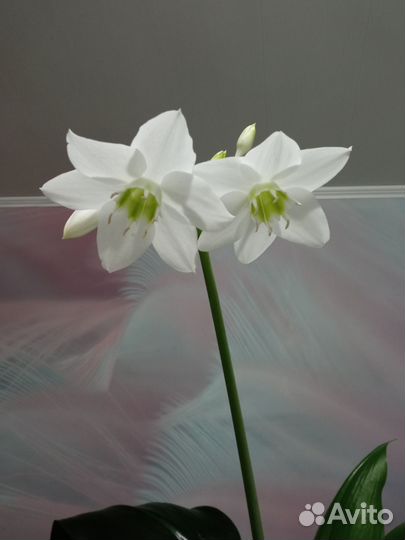 Эухарис амазонская лилия