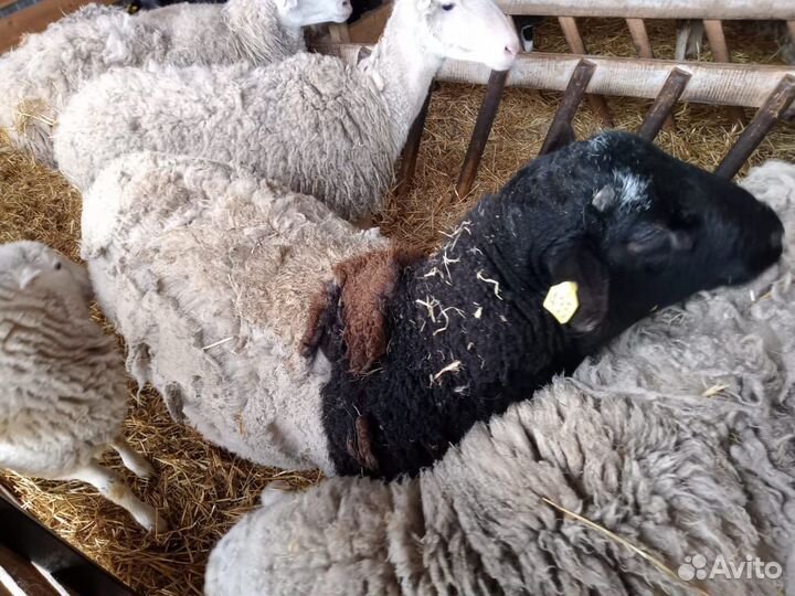 Овцы дорпер