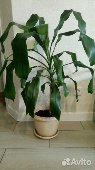 Драцена душистая