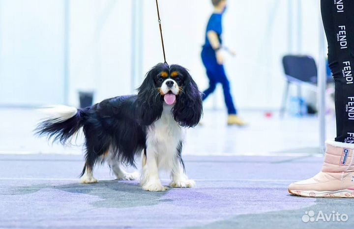 Кавалер кинг чарльз спаниель вязка