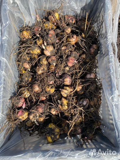 Луковицы лилии