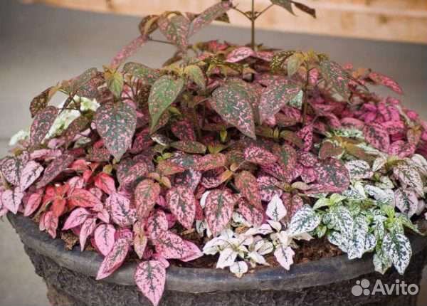 Гипоэстес (гипестис) цветы для дома, сада