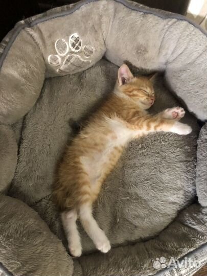 Котенок девочка в добрые руки