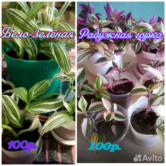 Традесканции разные ч.1