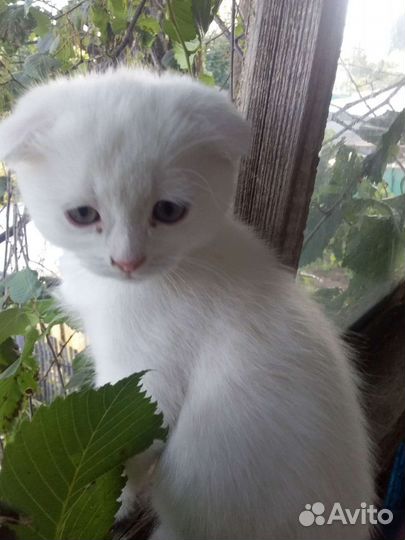 Котята снежно-белые Казань