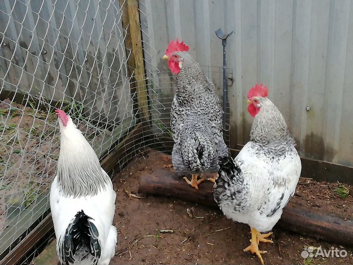 Петухи доменанты