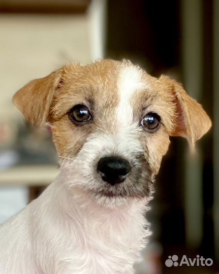 Щенок джек рассел (девочка)