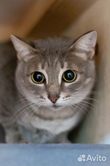 Отдам кошечку в добрые руки