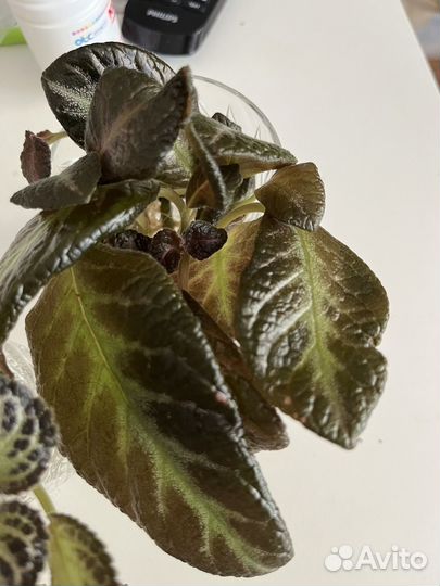 Эписции сортовые укорененные