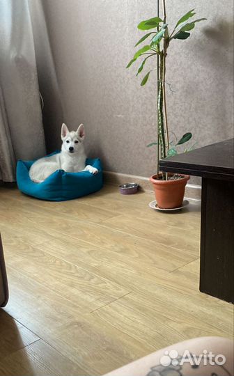 Щенок сибирской хаски
