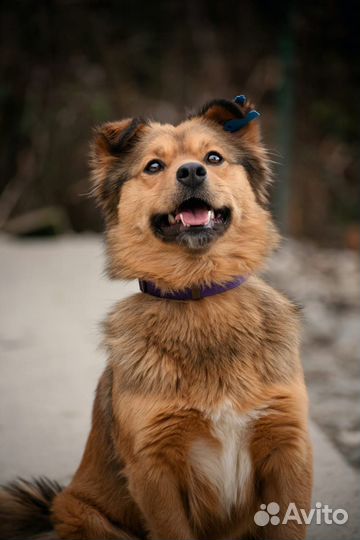 Собака маленького размера бесплатно