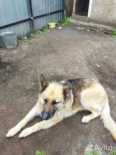 Отдаётся в добрые руки