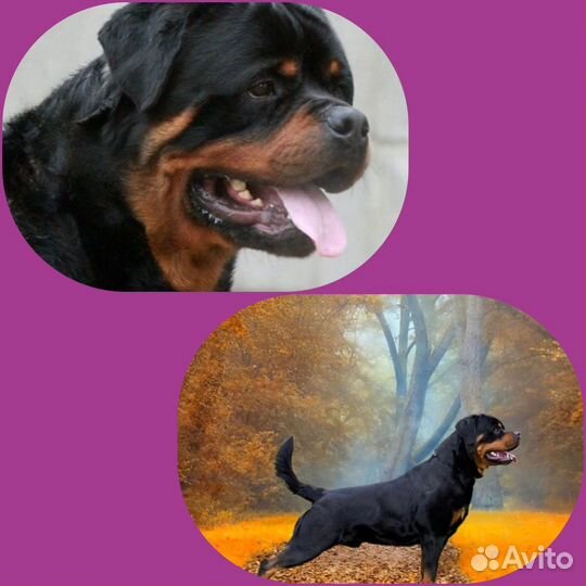 Щенки ротвейлера продажа