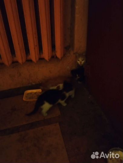 Котята в добрые руки