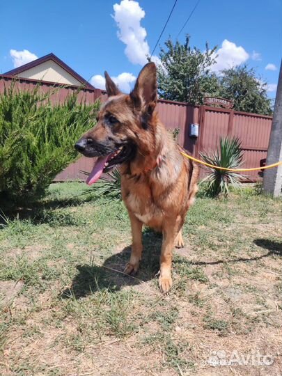 Собака бесплатно