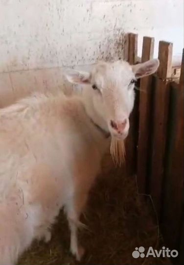 Козье молоко