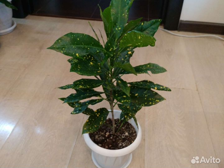 Цветы для дома